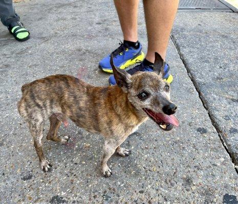 Brindle the sweetest old chihuahua who works part time here