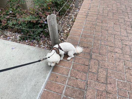 This is my dog, deathly afraid of the ground not wanting to walk..