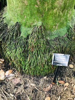 Roots of a palm tree