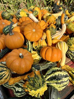 Fall cometh at Morning Glory Farm