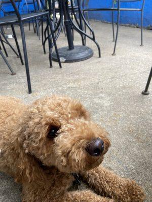 Bentley the cockapoo enjoying his first restaurant visit xoxo