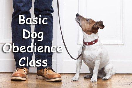 Dog Obedience Training