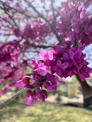 Western red buds