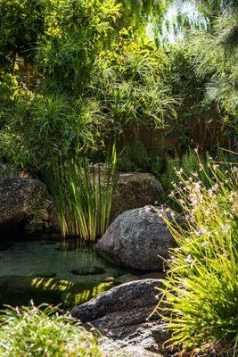 Aquatic plants helping to filter out our pond while maintaining a beautiful landscape.