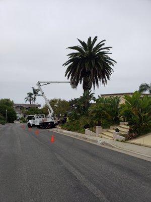 Ready to clean up this beautiful canary date palm