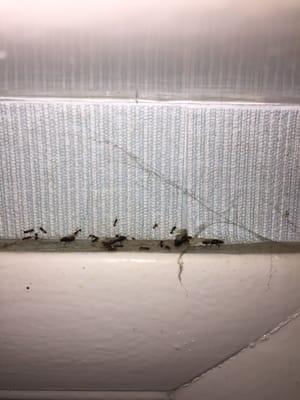 baby termites outside of bathroom