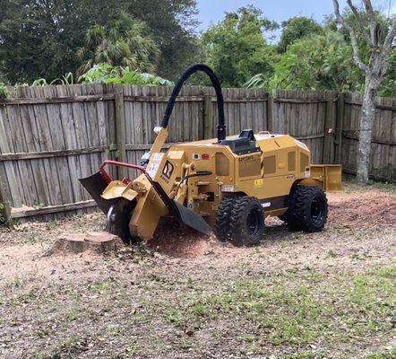 One tree stump ground, one to go.