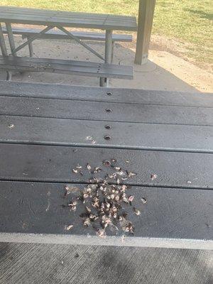 Bird poop on picnic table