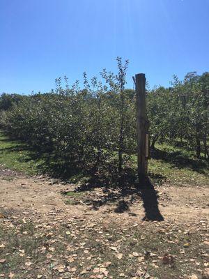 Apple trees!