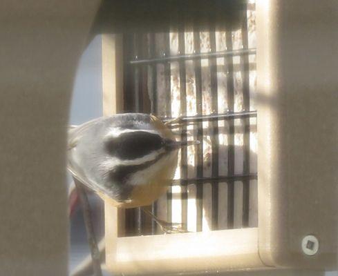 Red-breasted nuthatch at suet feeder.