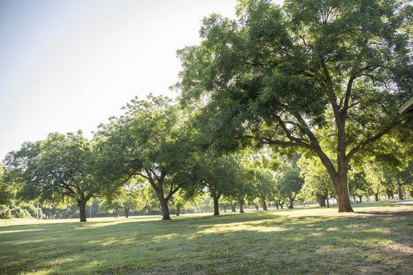 The center of Rose Park has vast open spaces surrounded by mature Oak trees.