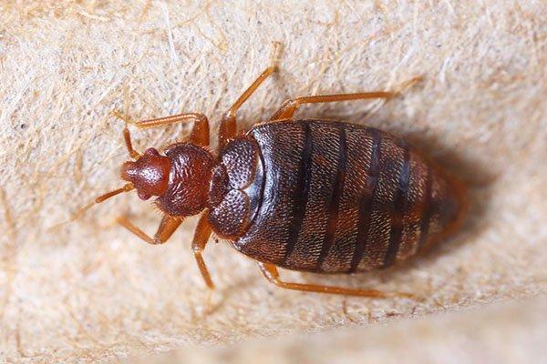 Bella Bugs Pest Control- Bed Bugs