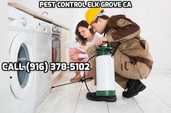 Pest Control Services