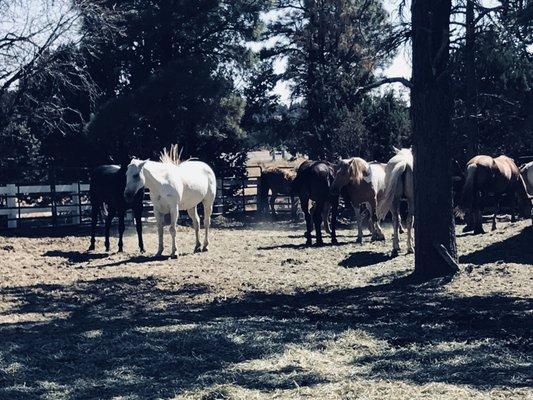 A few of the horses at  Ramey Ranch