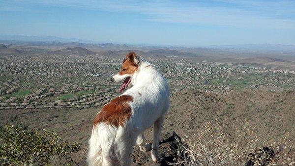 I'm a mountain climbing dog!