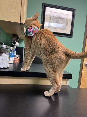 Teresa exploring the vet equipment/amenities.