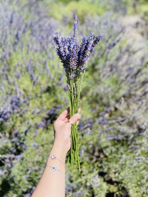 Lavender lavender!