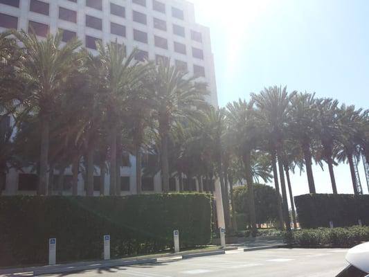 Love the palm trees at Michael Naso's office .