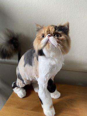 Persian kitten with a lion  cut