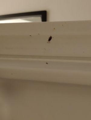 Roaches on ceiling