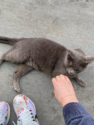 Grey shop cat