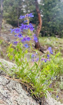 Purple wildflower thriving on a rock