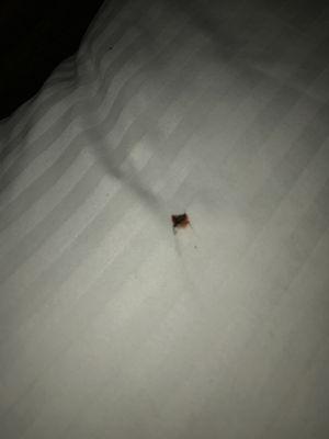 Smashed bed bug.