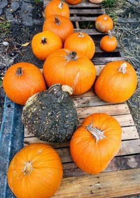 Halloween pumpkin patch