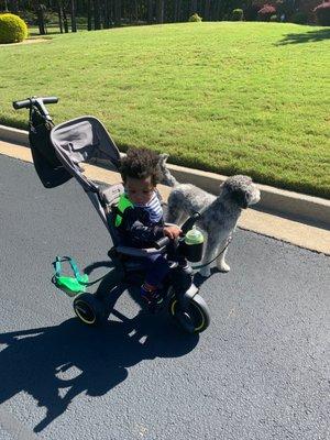 Doona Liki Trike S3 from Wee Bee Baby! Out for a stroll.