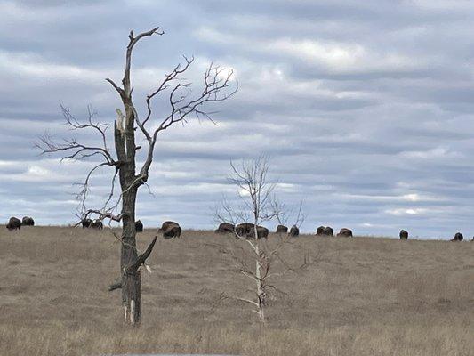 Tall Grass Prairie Preserve, Oklahoma