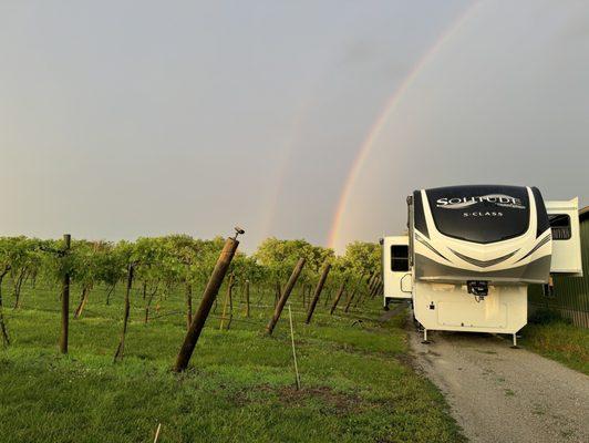 Camping next to the vineyard