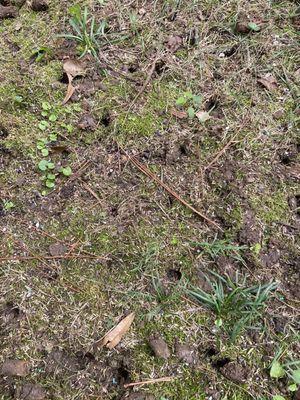 Aeration over moss bc the technicians didn't bother to rake it.