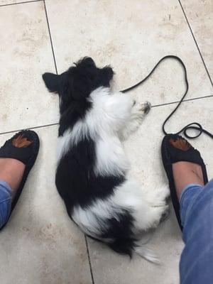 Waiting for the vet in the waiting room, she was comfortable from the moment she walked in!