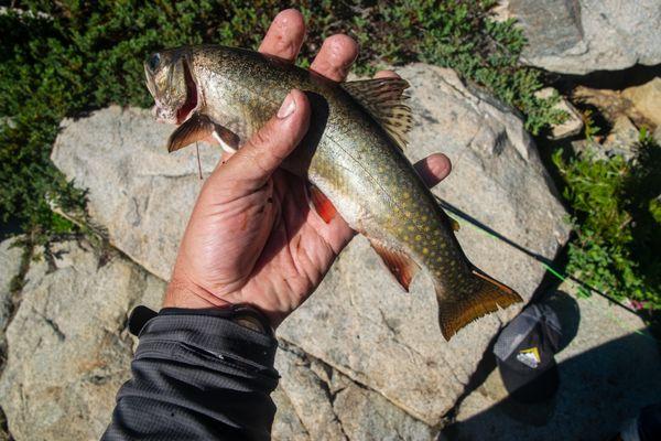 A brook trout, caught in the Desolation Wilderness in the Sierra, with gear/instruction from Fish First