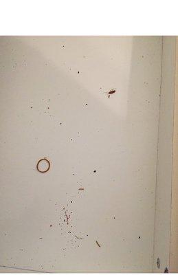 This was during move-in. Dirt and dead bugs in cabinets.