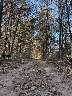 Colored copse ahead / blue sky hinted above me / lightly leaf strewn path.