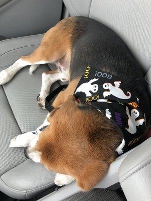 Love his festive bandana