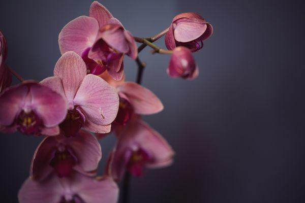 Flowers from the office.