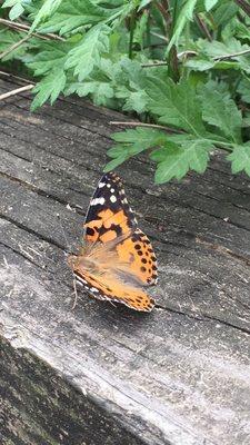 This was a picture when my daughters class did metamorphosis on caterpillars. She loved it!