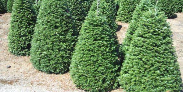 Christmas Trees 5164721370