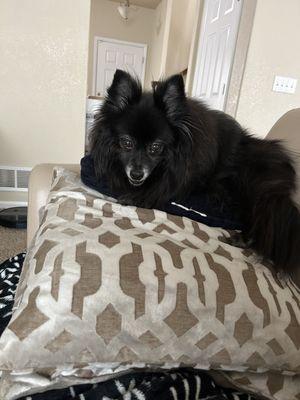 Prada on her pillow throne 2 days post-op