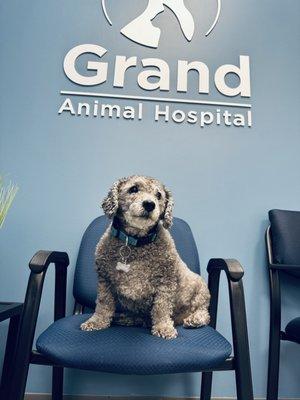 Grand Animal Hospital