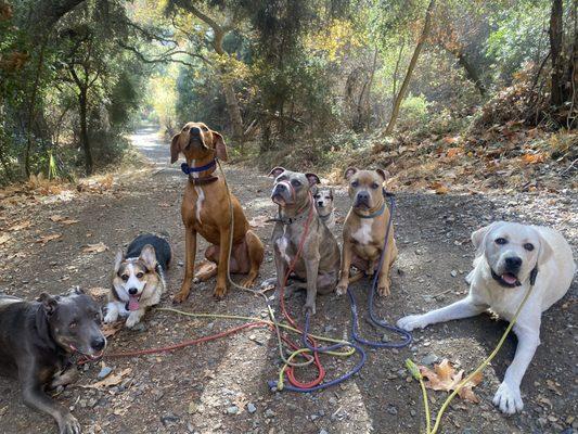 Radiant Dogs