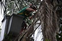 Palm Tree Pruning