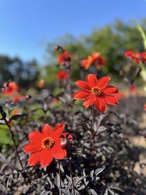 Humboldt Botanical Garden