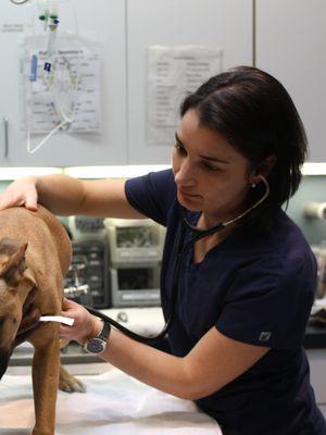 Dr. Mortola listening for heart murmurs during a pre-dental exam.