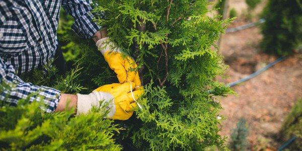 We are able to assist you in all areas of tree care.