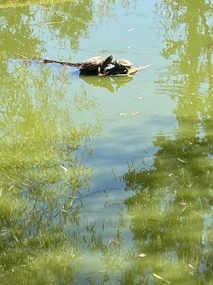 Turtles chilling on a log!