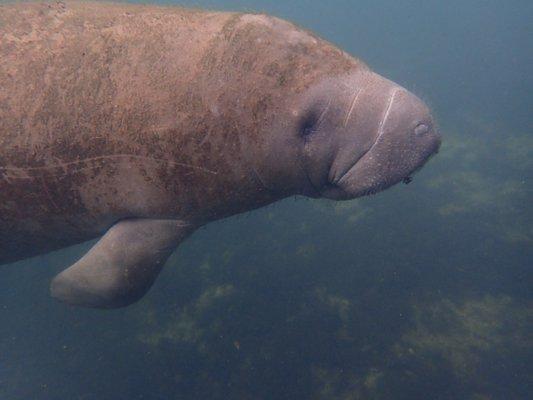 Manatee at Homosassa on January 9, 2021