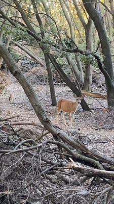 A stroll through the nature trail and we came across a few deers.